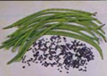 Yardlong Beans long beans 2